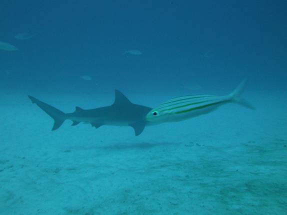 Ilusão de ótica: peixe de 20 cm e 200 gramas parece ter o mesmo tamanho de um tubarão de 2 metros e 200 quilos, durante mergulho em Playa del Carmen, no litoral do Yucatán, no México